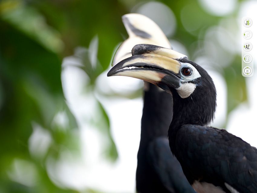 Forest Spirit: Call of bush